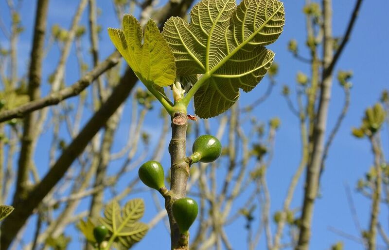 Bild von JackieLou DL auf Pixabay.