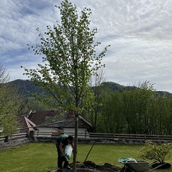 Pfarre St. Gallen / Ulrich Diel Die Firma Leitner hat mitten in unseren Pfarrgarten eine Linde gesetzt.
